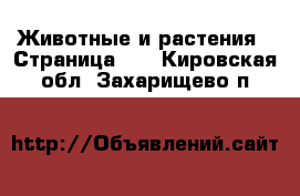  Животные и растения - Страница 11 . Кировская обл.,Захарищево п.